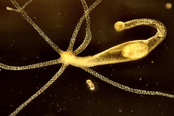 Пользователь не найден при входе на кракен