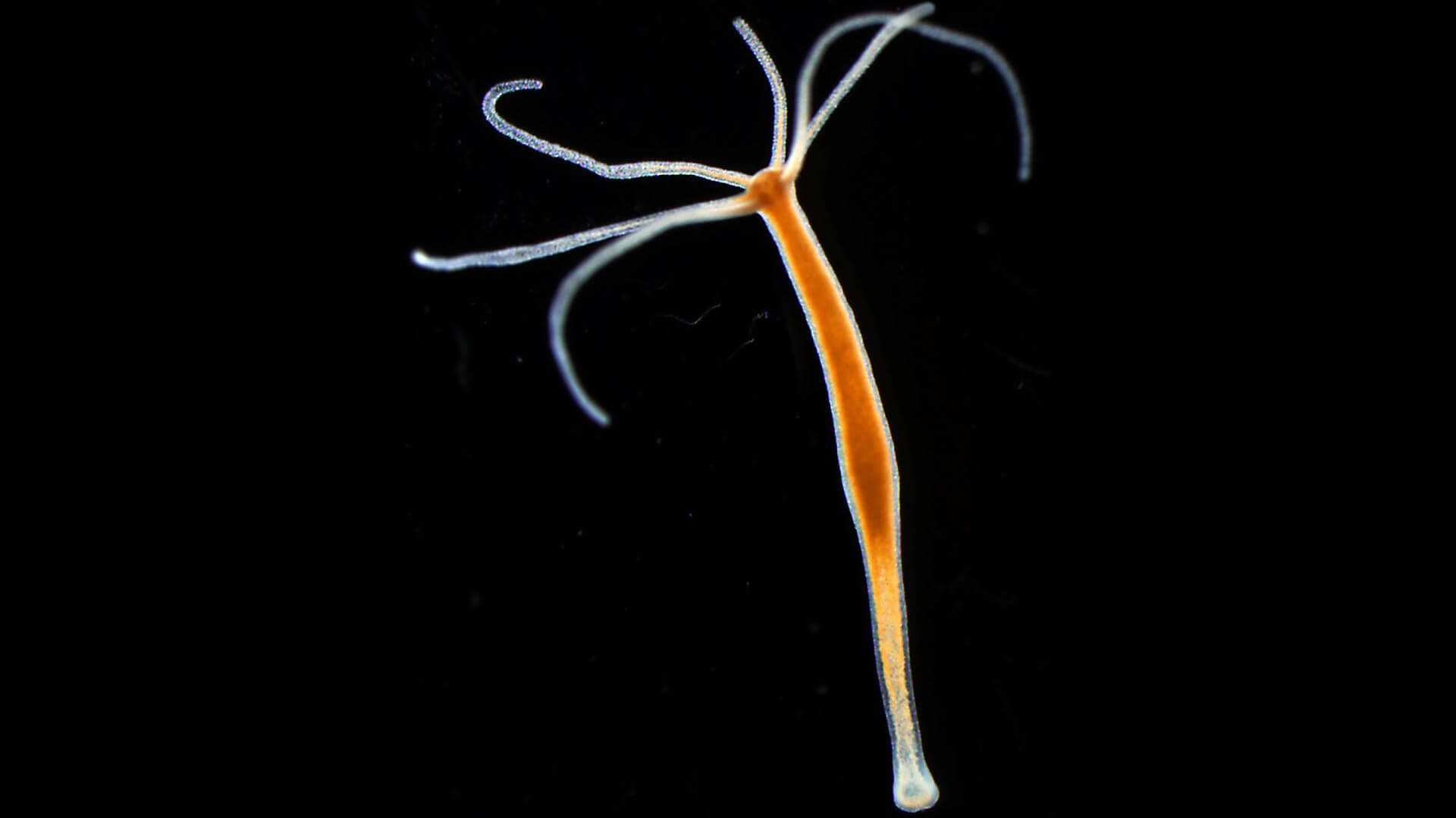 Ссылка на кракен свежая